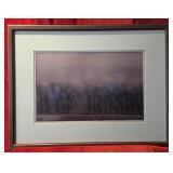 Cottonwoods in Winter