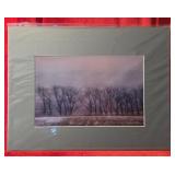 Cottonwoods in Winter