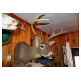Whitetail shoulder mount
