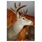Shoulder and antler mount
