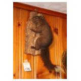 Black squirrel mount
