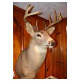 Deer mount