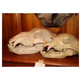 Bear skulls