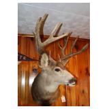 Mule Deer mount