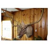 Caribou shoulder mount