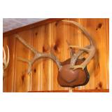 Deer mount