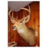 Deer mount