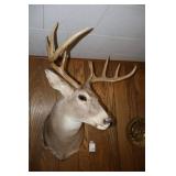 Whitetail shoulder mount