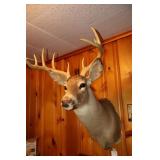 Whitetail shoulder mount