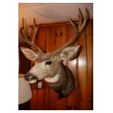 Mule deer shoulder mount
