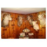 Sheep grand slam shoulder mount set