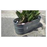 GALVANIZED PLANTER W/ CALLA LILLIES
