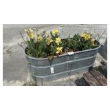 GALVANIZED PLANTER W/ CALLA LILLIES