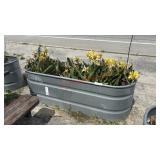 GALVANIZED PLANTER W/ CALLA LILLIES