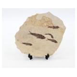 Knightia Eocene Fossil Green River Formation WYO