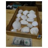 Flat of Seashells From The Sea Shore