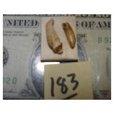 Fossilized Teeth