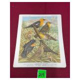 Vtg Birds Portrait in colors