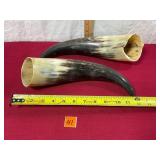 Polished Ox Horns