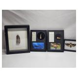 Framed Collection, Moth, Pleiosaur Tooth