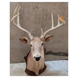 8/10 Point Buck Mount
