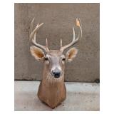 8 Point Buck Mount