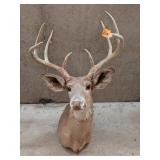 8 Point Buck Mount/ Lighter Colored Face
