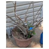 Large Lot of Flower Pots, Faux Flowers, Fern