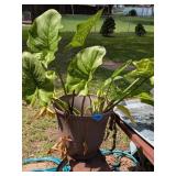 Calla Lilly Plant