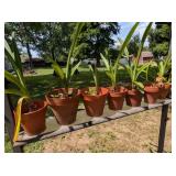 (12) Red/White Amaryllis Plants
