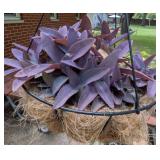 Purple Passion Plants in Hanging Baskets
