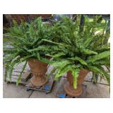 (2) Concrete Planters w/Ferns