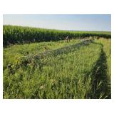 Rowse 42ft Dump Rake w/ Cylinder