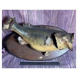 Vintage 24' Bass Taxidermy Mount as shown