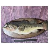 Vintage 24' Bass Taxidermy Mount