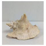 Large Queen Conch Shell