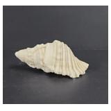 Triton Trumpet Sea Shell