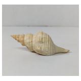 Conch Sea Shell