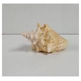 Queen Conch Seashell