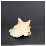 Queen Conch seashell