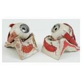 Maison Auzoux Human Eye Anatomical Model, 19th C.