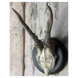 Antique Inscribed Roe Deer Antler Mount
