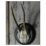 Antique Inscribed Roe Deer Antler Mount