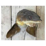 Taxidermy Sturgeon Mount