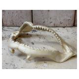 Shark Jaw with Teeth