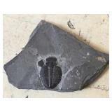 Elratia Kingii Trilobite Fossil