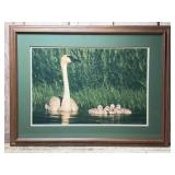 Framed Gerard Fuehrer Swan Photograph Print