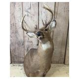 Deer Mount with Antlers