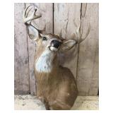 Deer Mount with Antlers