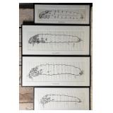 Four Framed Scientific Larvae Drawing Prints